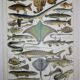 Lithograph • Fish 2, marine animals • Original lithograph from 1898