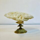 Coquillage - corail