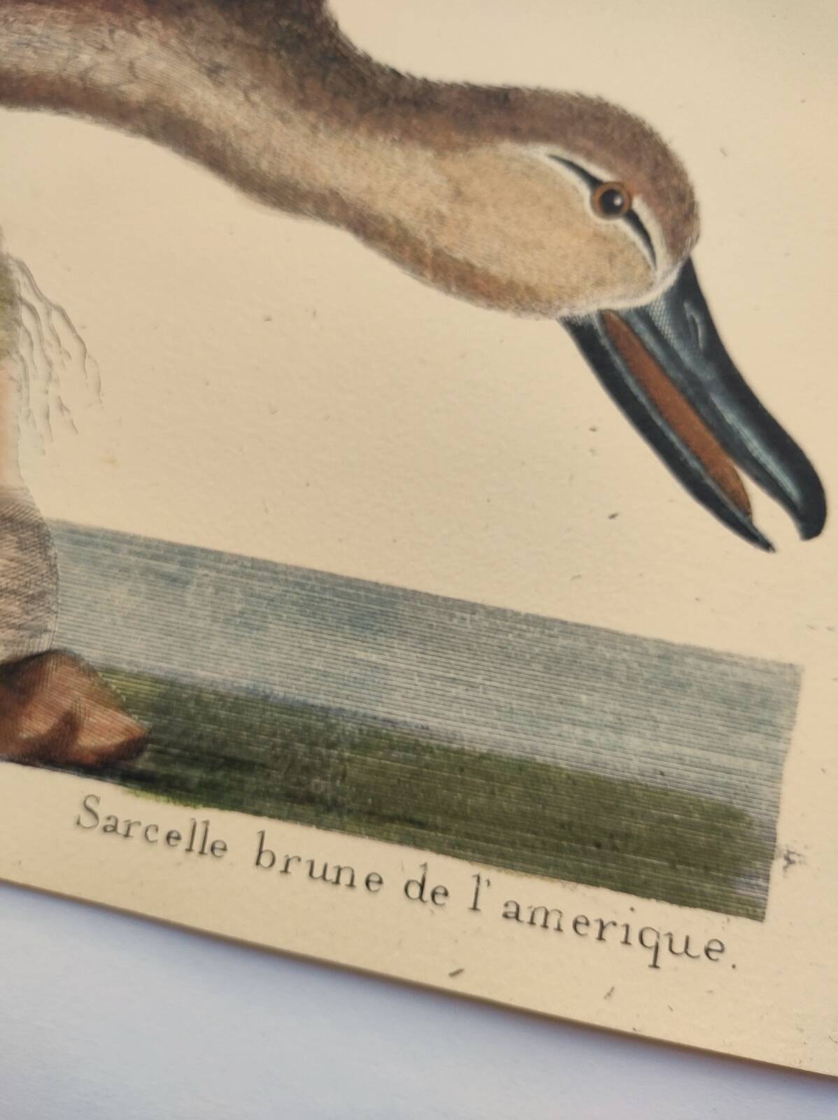 Old bird engraving - Brown Teal - Zoological plate by Seligmann & Catesby de Canard