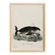 Poster about the bowhead whale, based on an old engraving from 1774.