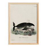 Affiche sur la baleine boréale, d'après une gravure ancienne de 1774.