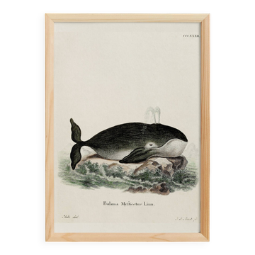 Poster about the bowhead whale, based on an old engraving from 1774.