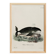 Poster about the bowhead whale, based on an old engraving from 1774.