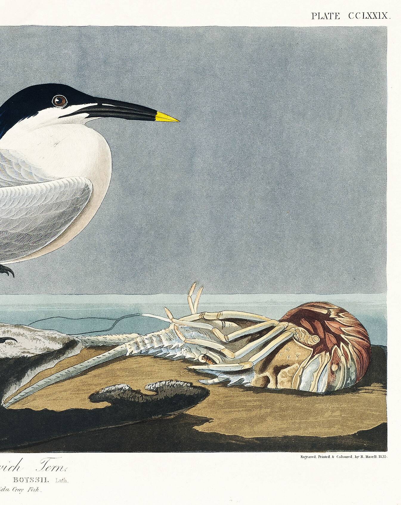 Poster about the Tern, based on an old engraving from 1827.
