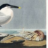Poster about the Tern, based on an old engraving from 1827.