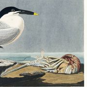 Poster about the Tern, based on an old engraving from 1827.