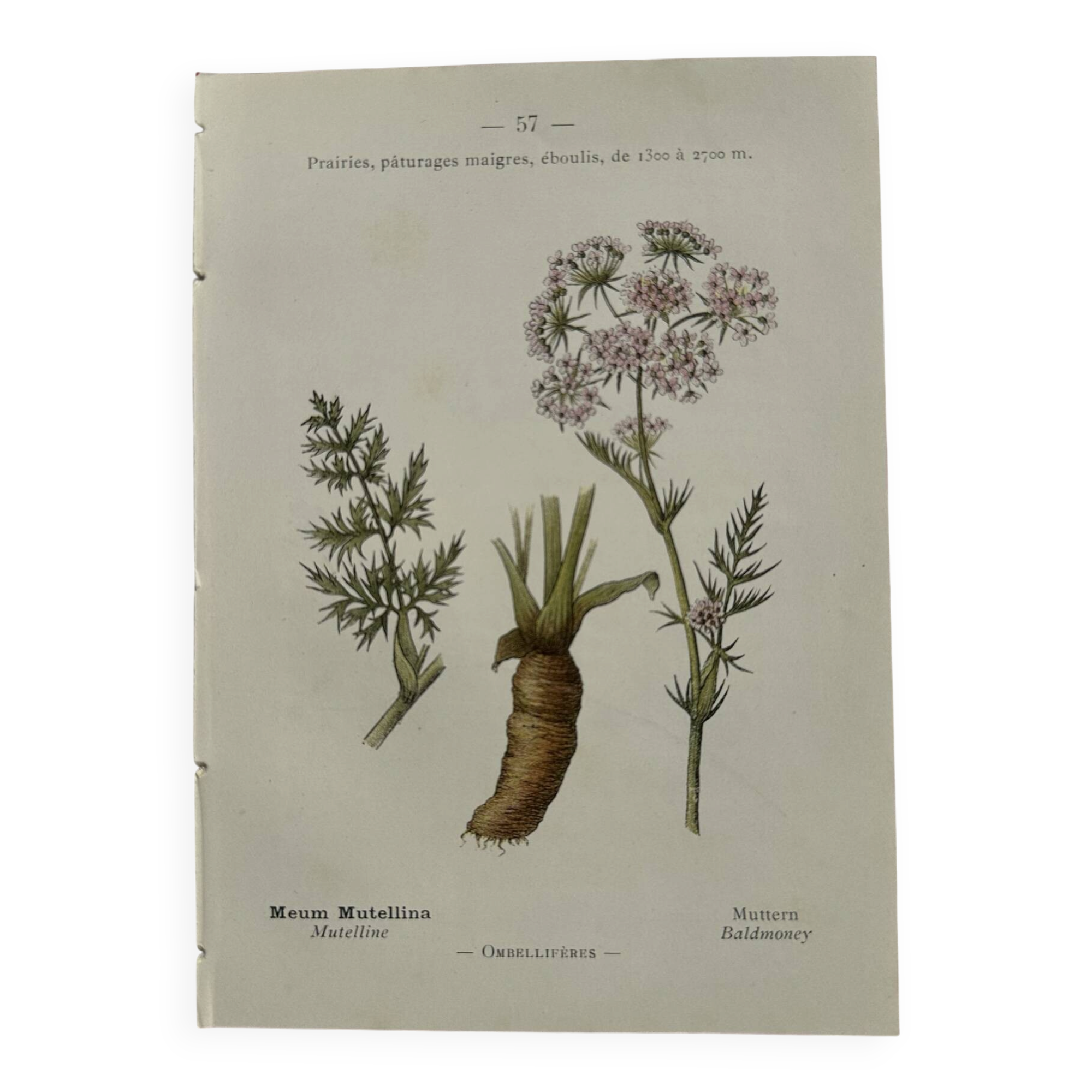 Old botanical plate 1800 France flower and plants nature