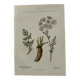 Old botanical plate 1800 France flower and plants nature