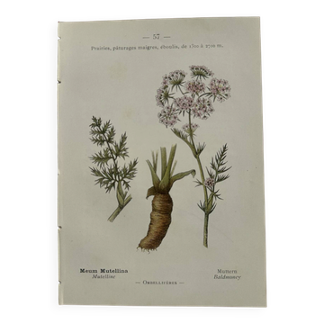 Old botanical plate 1800 France flower and plants nature