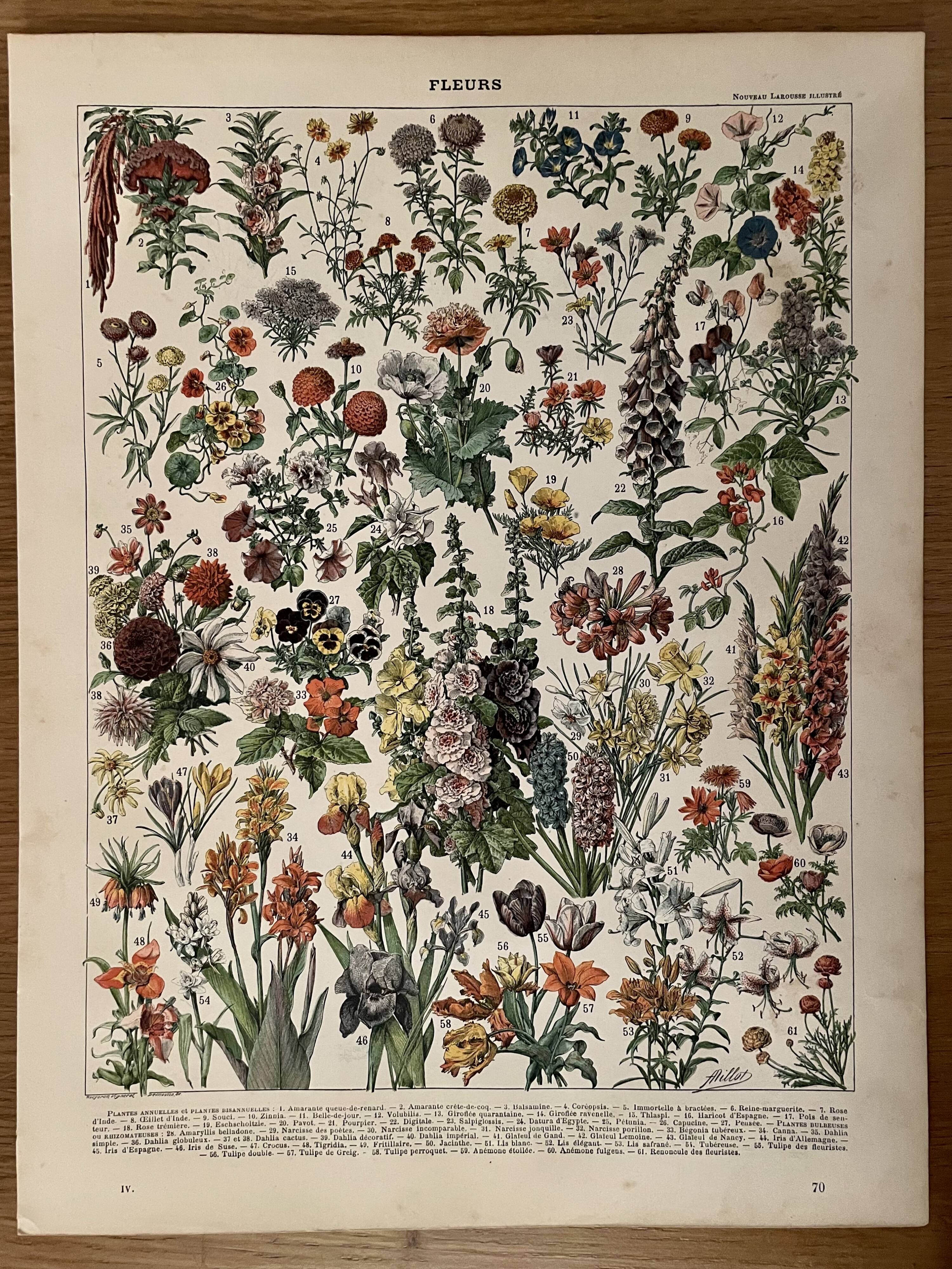 Lithograph on flowers from 1897 (amaranth)
