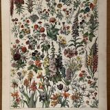 Lithograph on flowers from 1897 (amaranth)