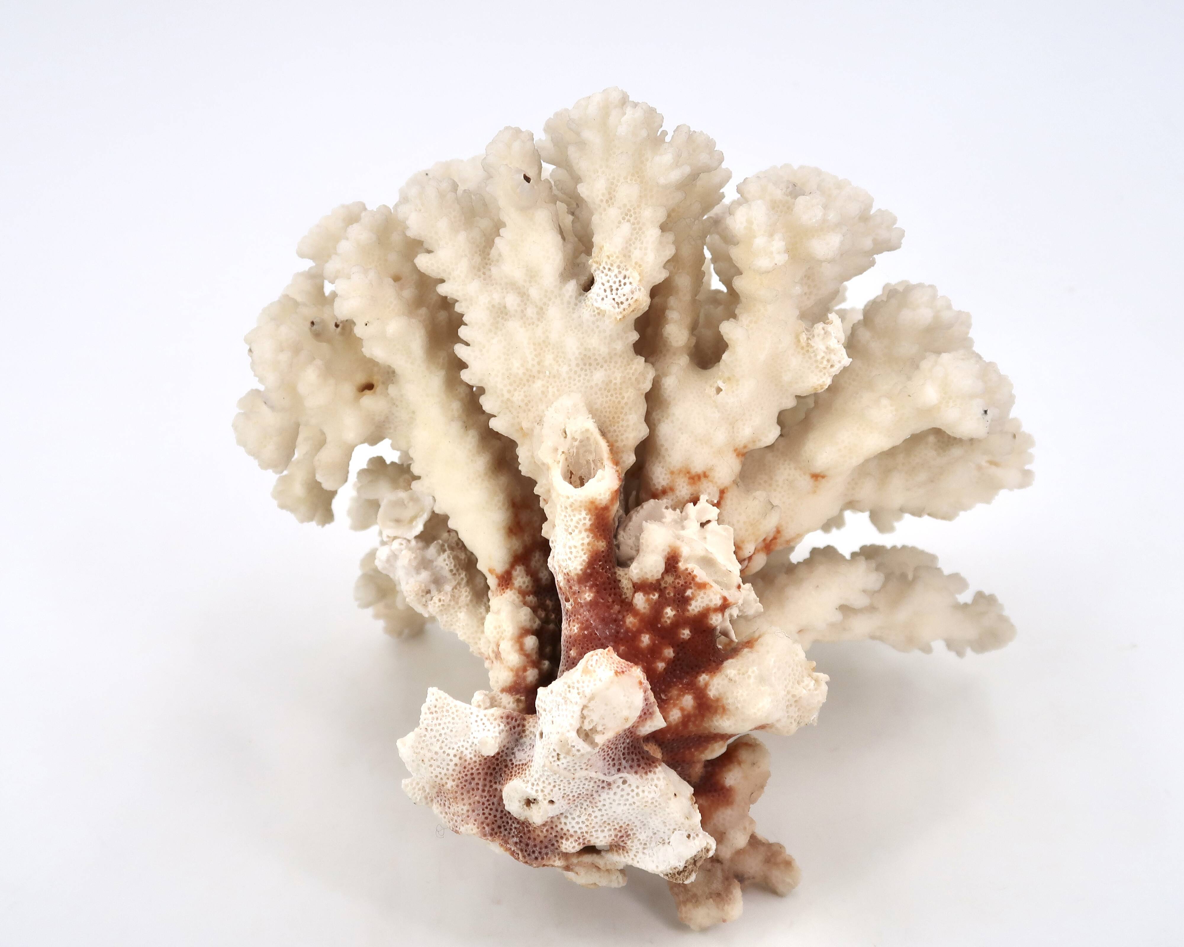 Large white coral, 1970s