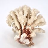 Large white coral, 1970s