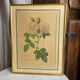 Botanical print, Rosa Damascena, by P-J Redouté