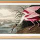 Poster about the Pink Spatula, based on an old engraving from 1827.