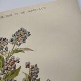 Botanical plate from 1899 - Vicia - Chromo-lithographic engraving
