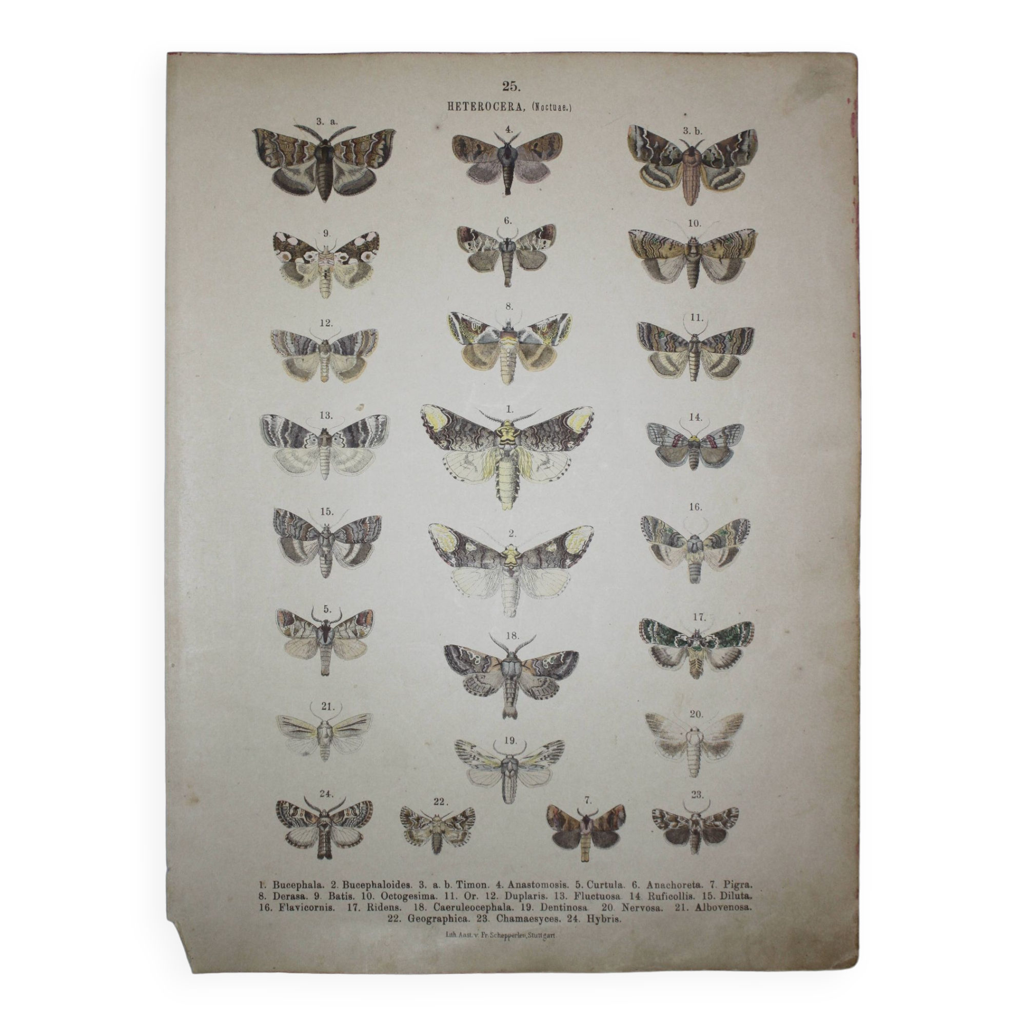 Old engraving of Butterflies - Lithograph from 1887 - Bucephala - Original illustration
