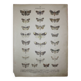 Old engraving of Butterflies - Lithograph from 1887 - Bucephala - Original illustration