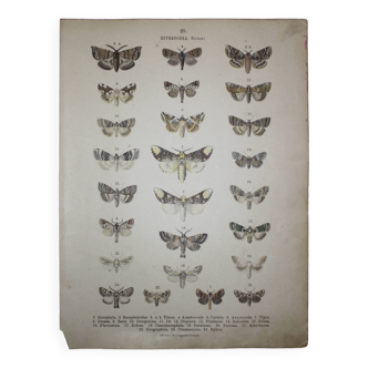 Gravure ancienne de Papillons - Lithographie de 1887 - Bucephala - Illustration originale