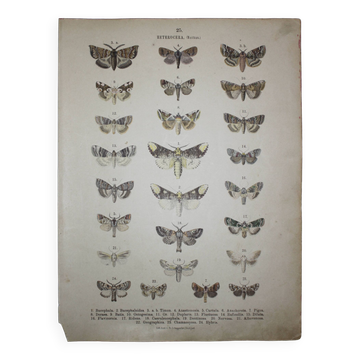 Old engraving of Butterflies - Lithograph from 1887 - Bucephala - Original illustration