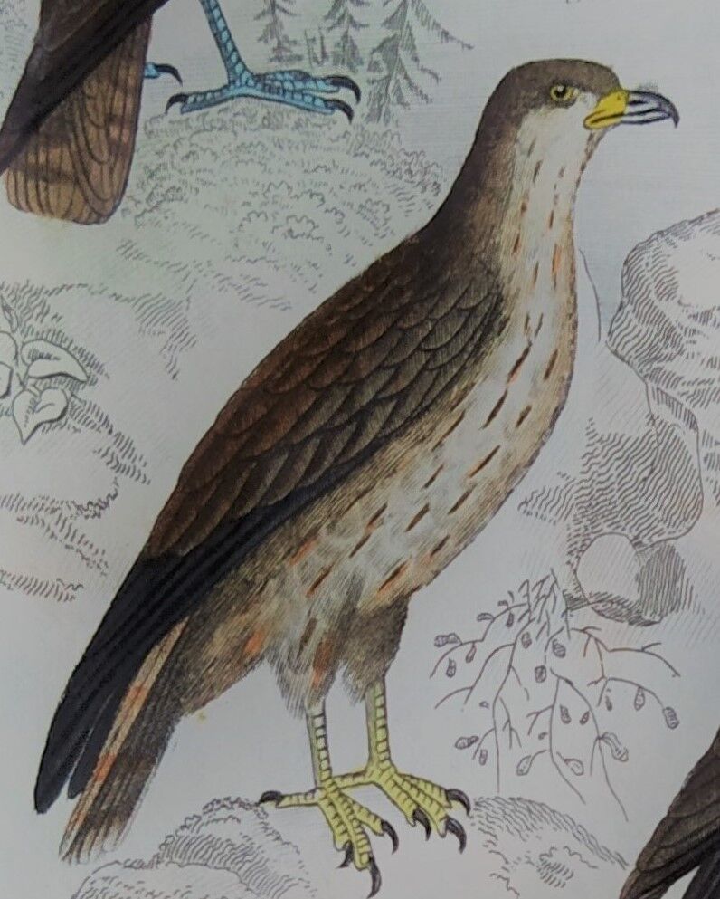 Original Ornithological Plate "Osprey - Fraxine - &c..." Buffon 1836