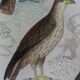 Original Ornithological Plate "Osprey - Fraxine - &c..." Buffon 1836