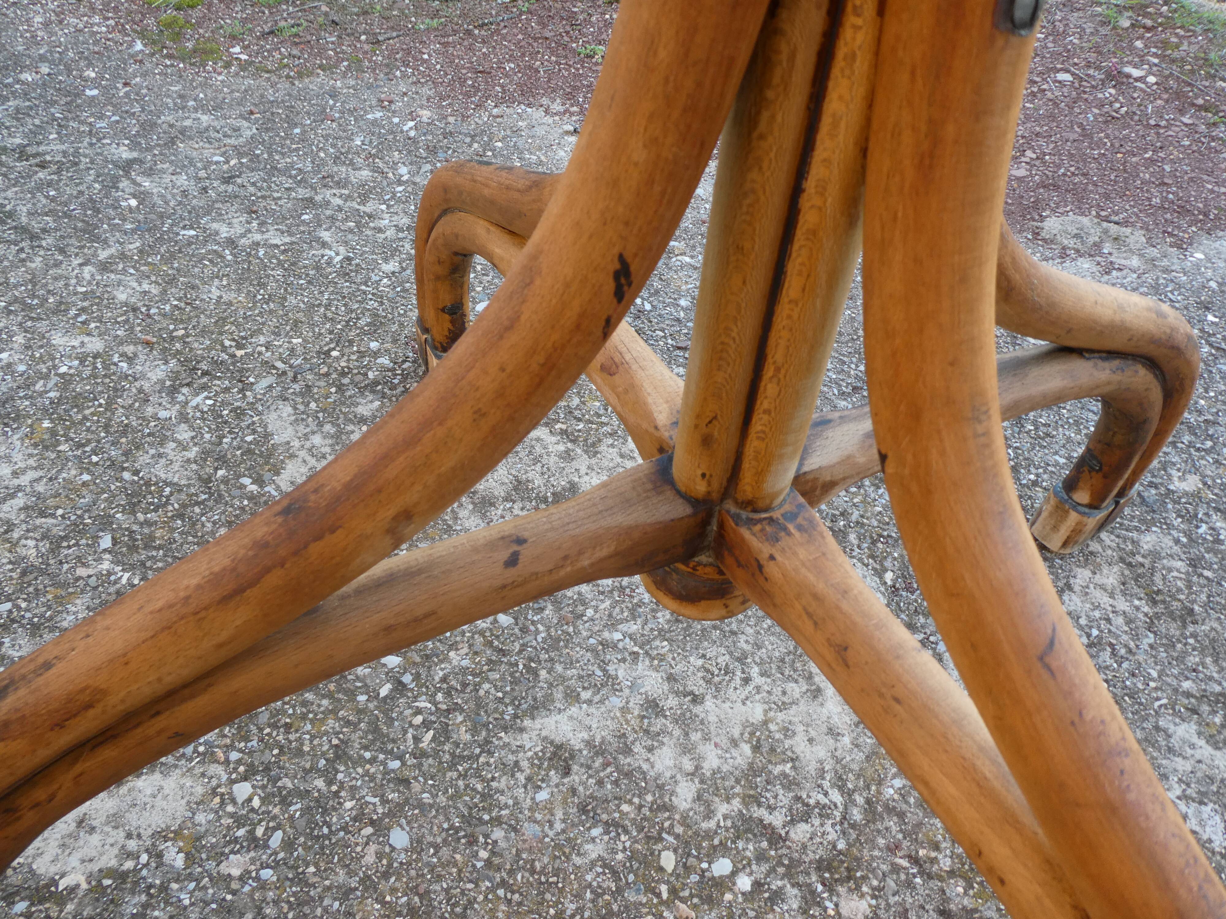 Parrot coat rack in curved wood - Art Nouveau