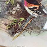 Ornithological lithograph The finch