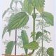 Vintage botanical plate from 1978 - Dioecious nettle - "Weed" engraving