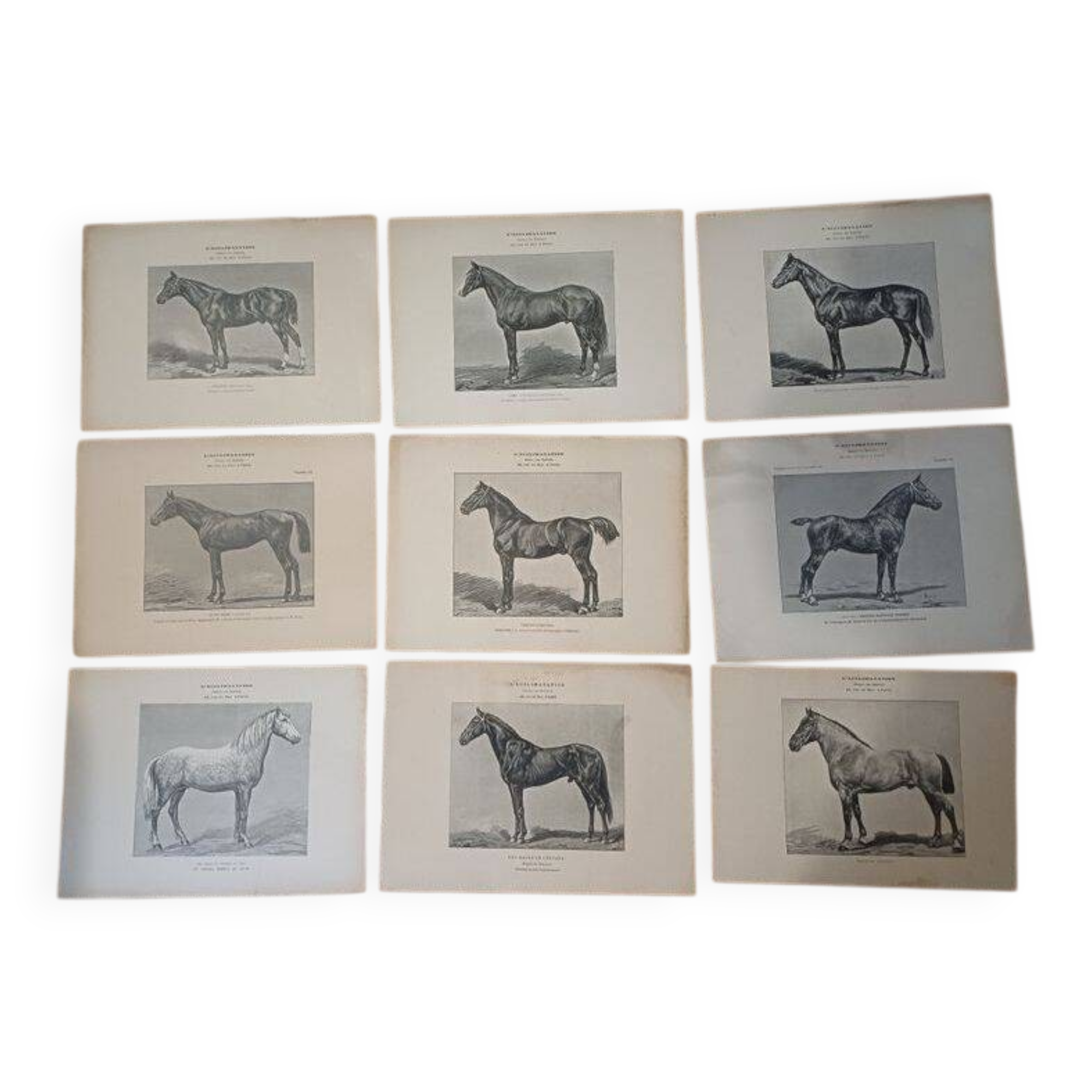 Set of 35 plates on horses from the journal "l'Acclimatation"