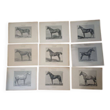 Set of 35 plates on horses from the journal "l'Acclimatation"
