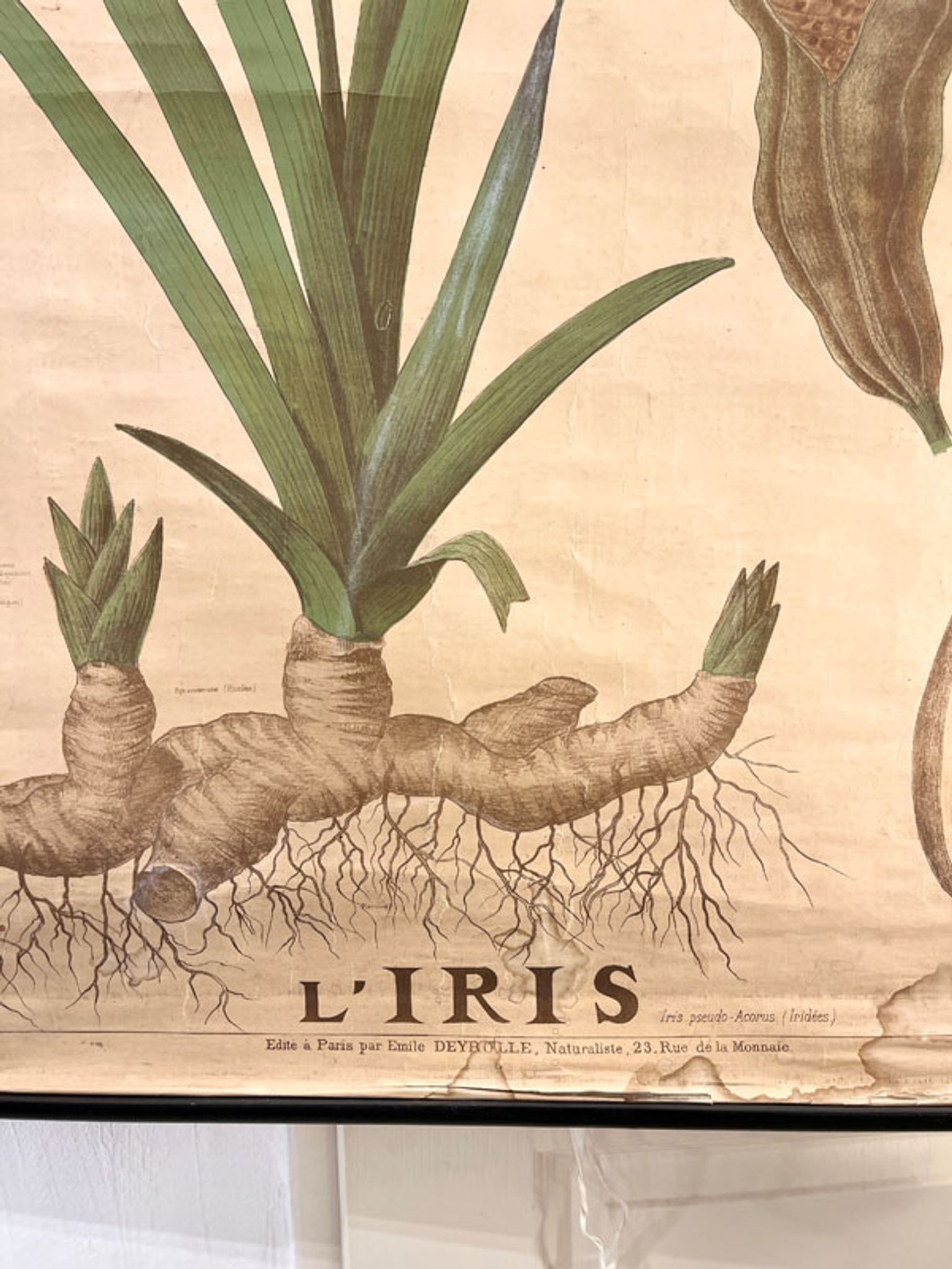 Ancienne planche de botanique de la maison Deyrolle “L’Iris”
