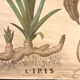 Old botanical plate from the Deyrolle house “L'Iris”
