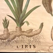 Ancienne planche de botanique de la maison Deyrolle “L’Iris”