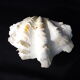 Tridacne Giant Clam xx -th