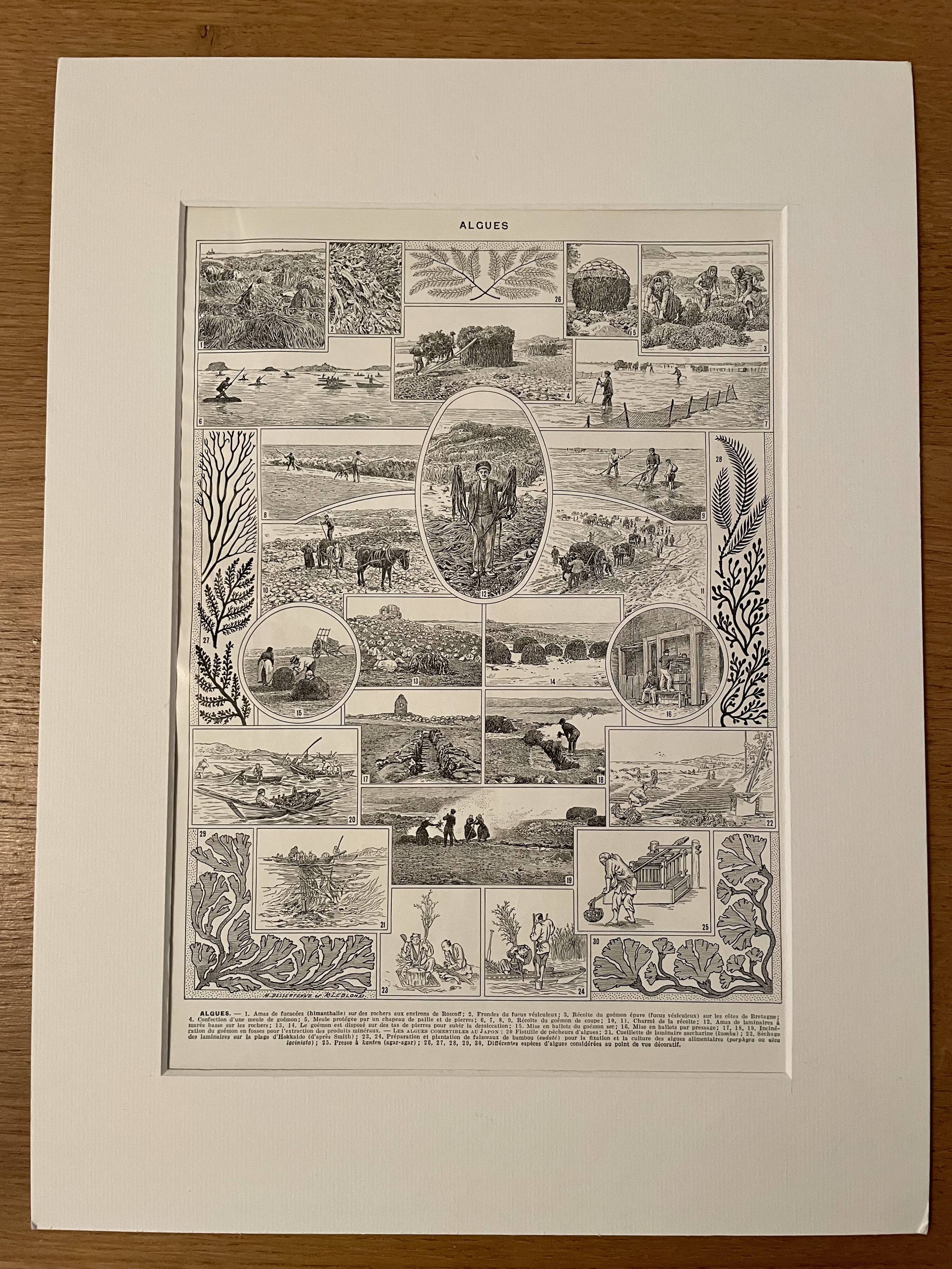 Lithograph on algae - 1930