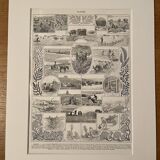 Lithograph on algae - 1930