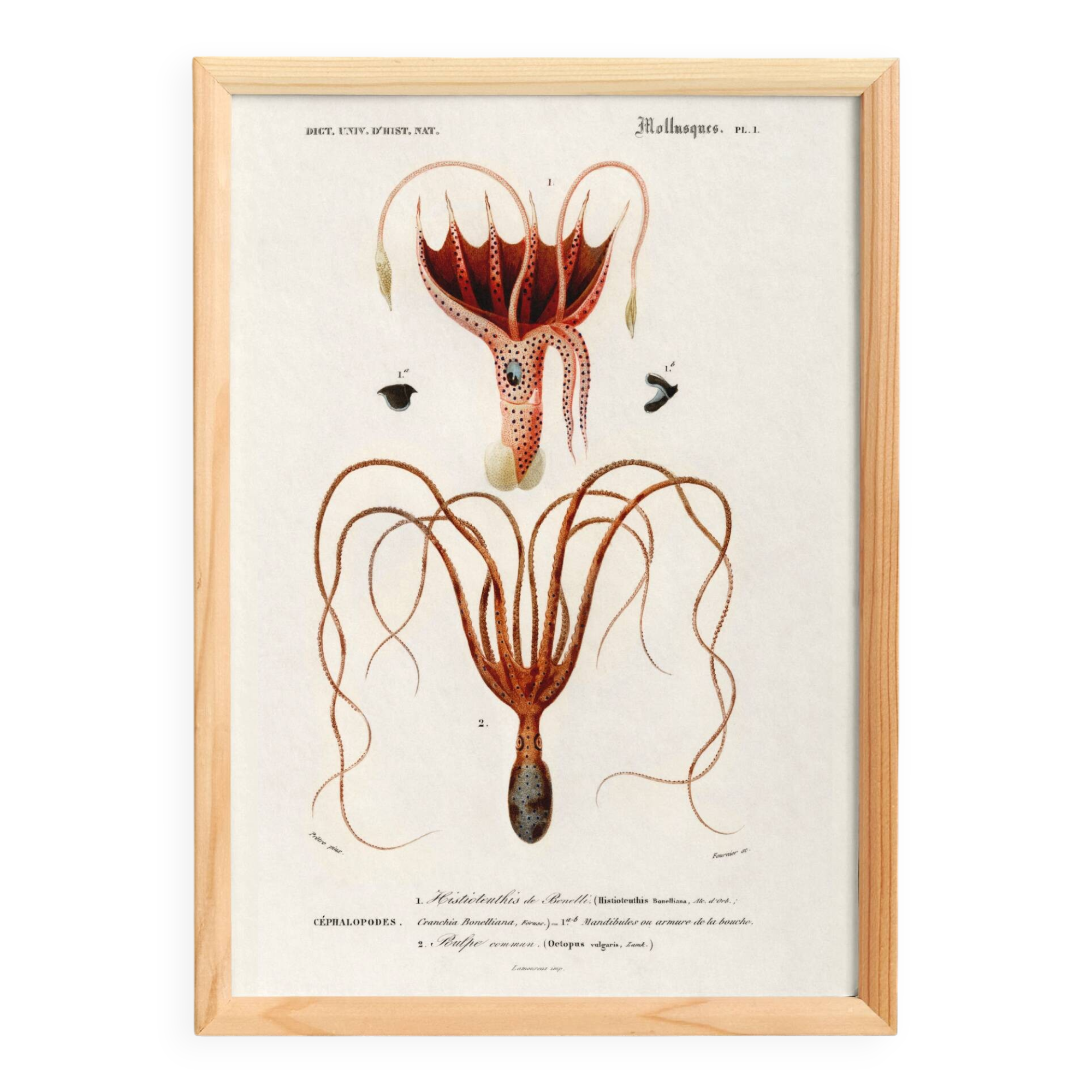 Poster about squid and common octopus, based on an old engraving