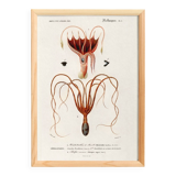 Poster about squid and common octopus, based on an old engraving