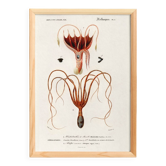 Poster about squid and common octopus, based on an old engraving