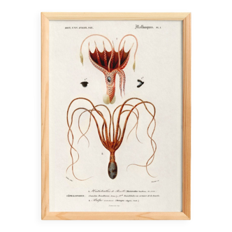 Poster about squid and common octopus, based on an old engraving