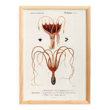 Poster about squid and common octopus, based on an old engraving