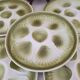 Shell plates Moulin des Loups Orchies