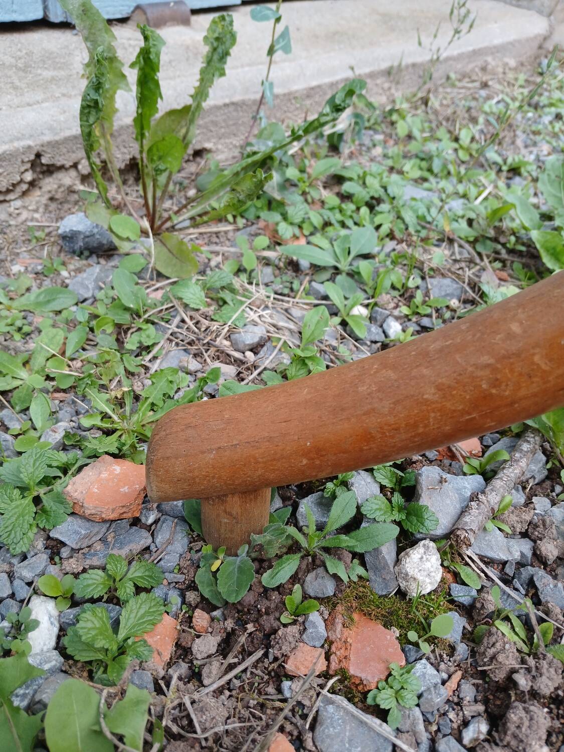 Antique parrot coat rack