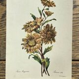 Set of 3 antique rose and flower engravings