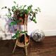 Rattan plant holder