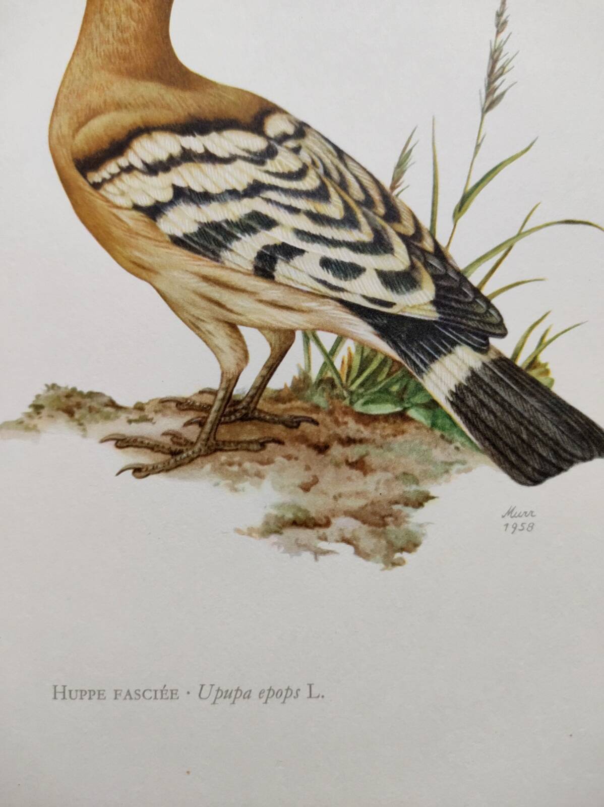 Bird board from the 60s - Hoopoe - Vintage zoological and ornithological illustration
