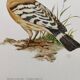 Bird board from the 60s - Hoopoe - Vintage zoological and ornithological illustration