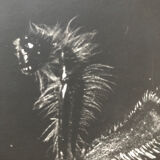 Photogramme original JM Baufle, entomologie, circa 1940
