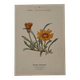 Botanical engraving 19th century naturalist poster French flower wine